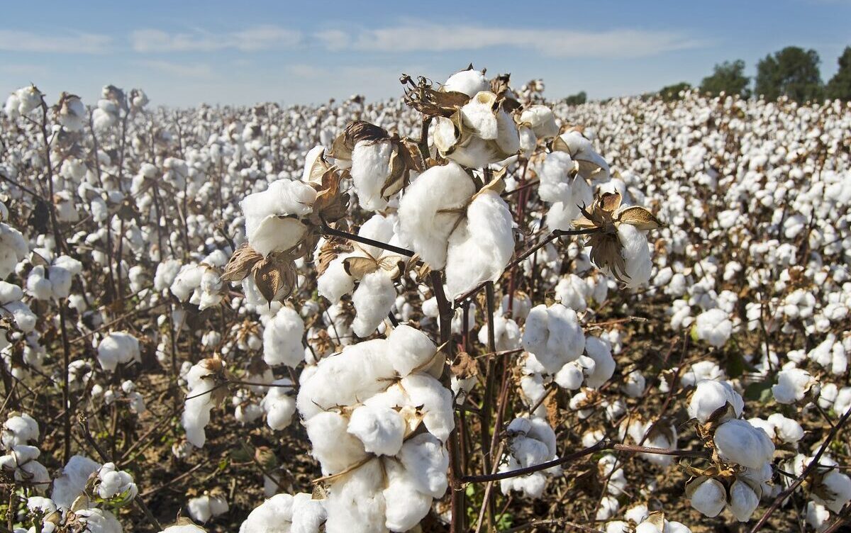 cotton, cotton field, white